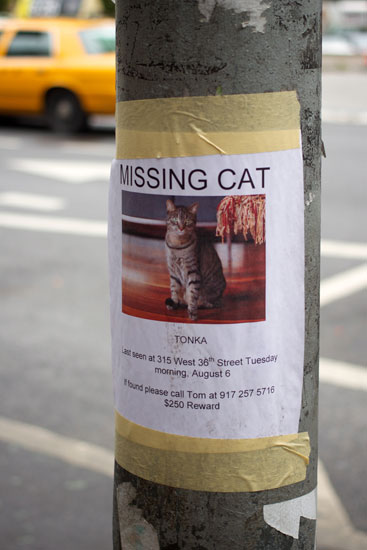 The flyer for the missing cat
