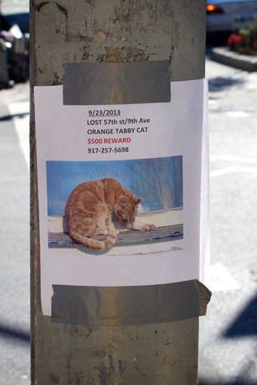 The flyer for the lost cat