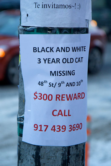 A flyer for a missing cat on W 48th St