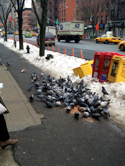 A large group of pigeons feeding