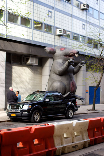 An inflatable rat outside Stella Tower