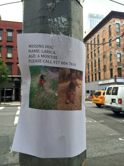 A flyer for a missing dog