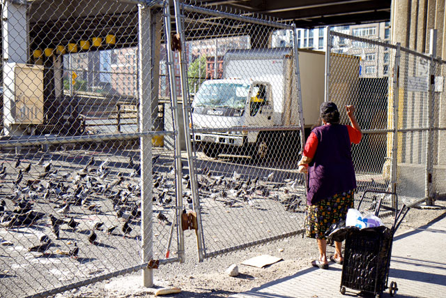 A woman feeding a flock of pigeons