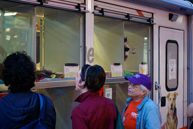 The pets on display in the ASPCA adoption van