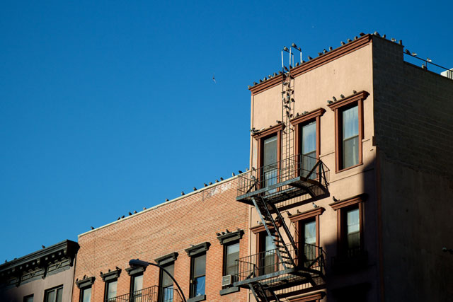 Pigeons lining the roofs of several buildings