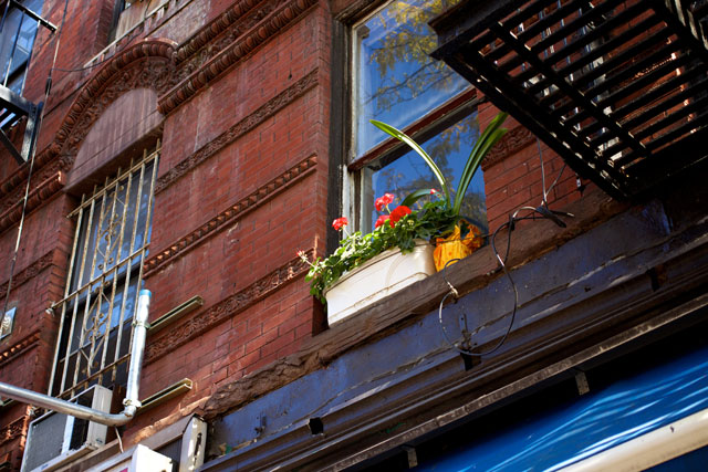 Flowers and plants in a window planter