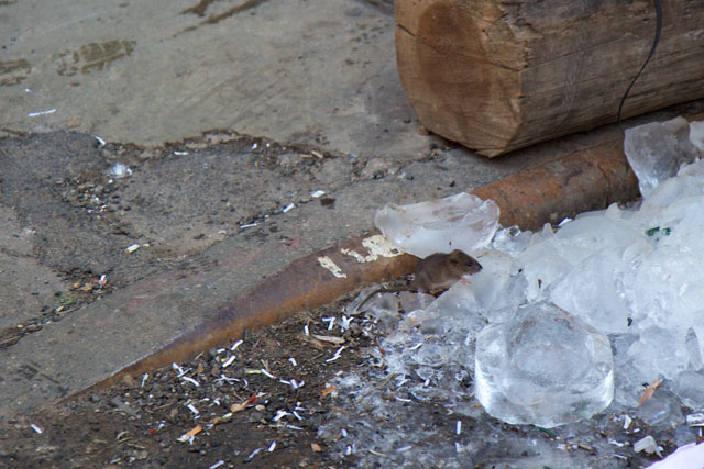 A mouse climbing on ice