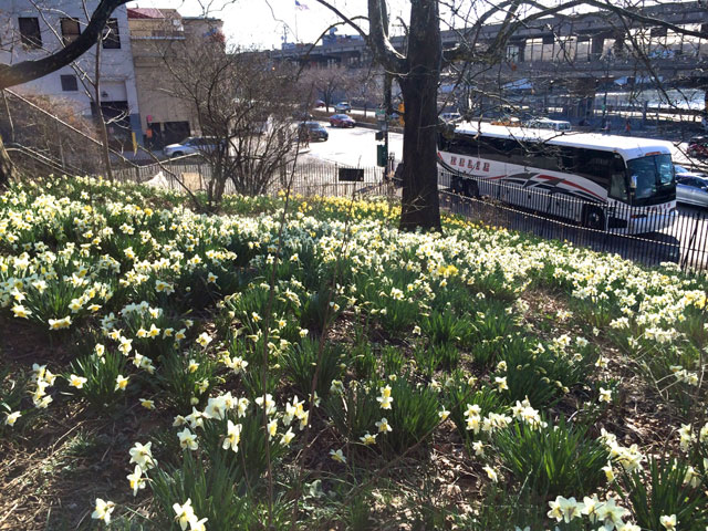 Daffodils at DeWitt Clinton Park